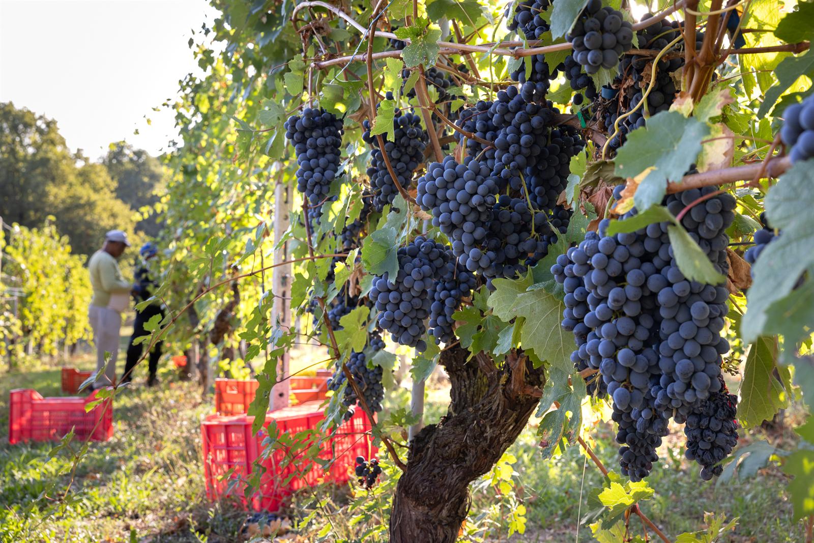 Grappoli d'uva nera nella vigna di Podere Pavolini durante la vendemmia