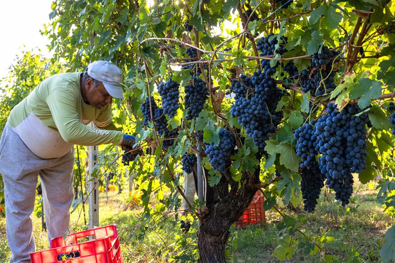 Raccolta a mano dei grappoli in vigna