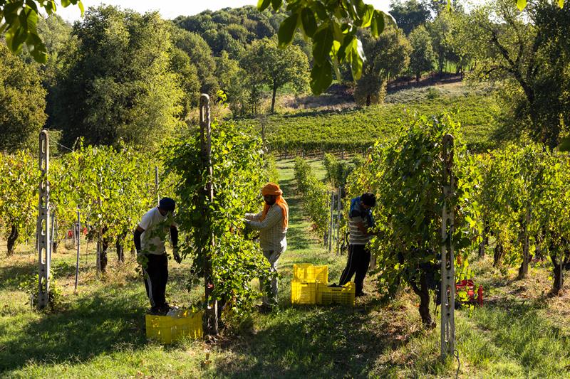 Vendemmia tra i filari