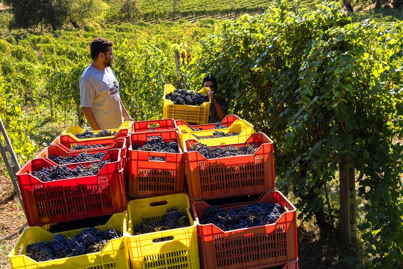 Cassette di uva pronte per la cantina