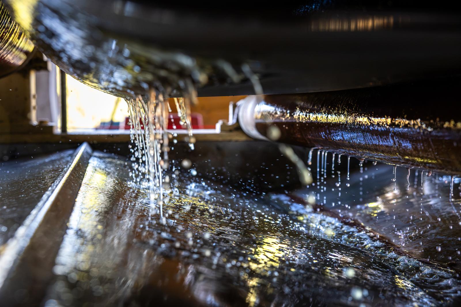 Il mosto appena estratto